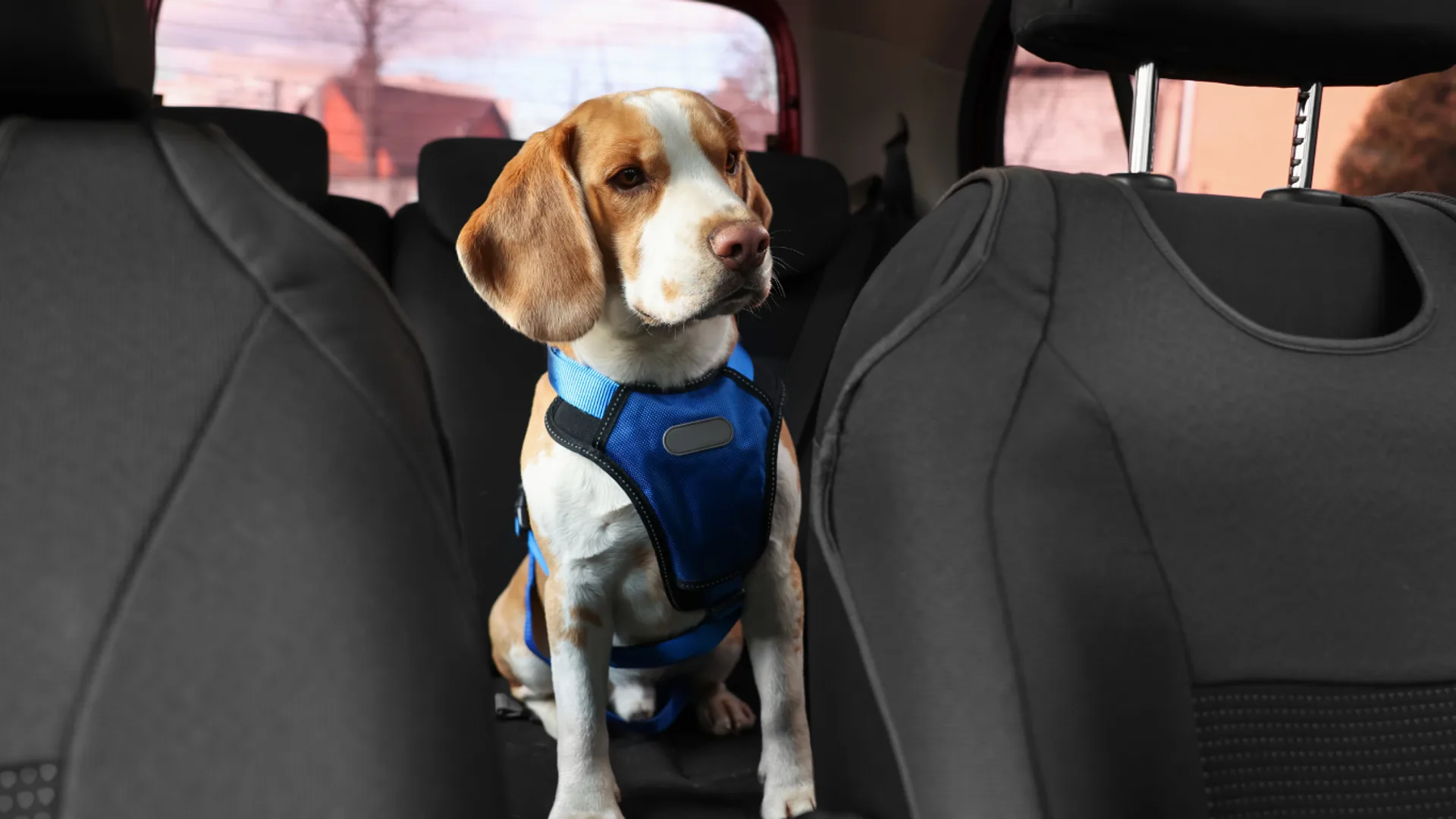 A dog riding on a car hammock in the back seat