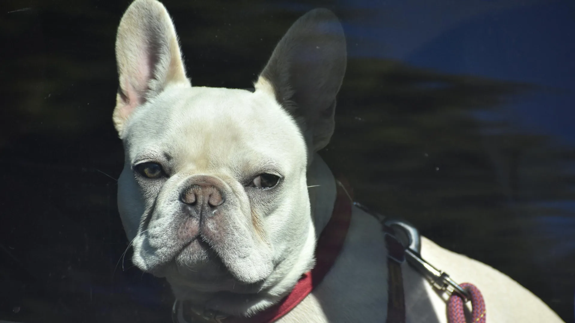 A small dog riding in a booster car seat