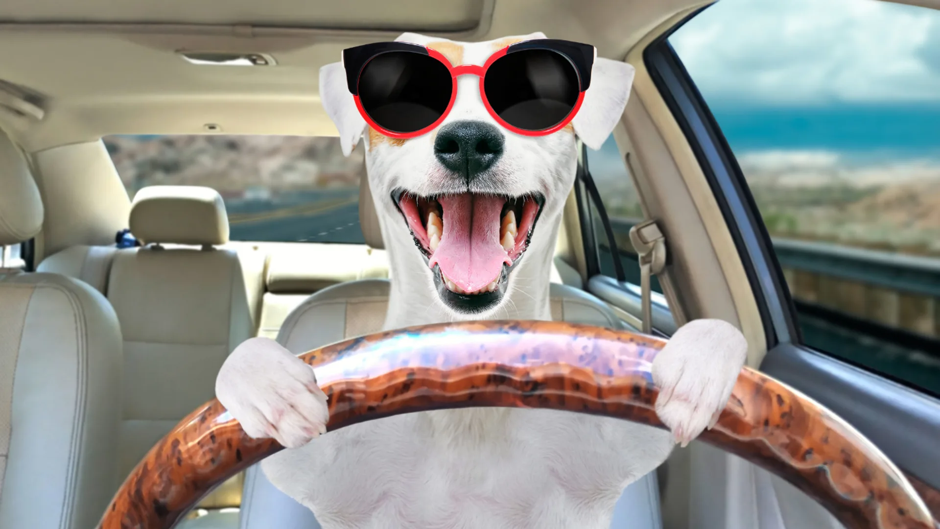 A dog riding in the back seat of a car on a seat cover